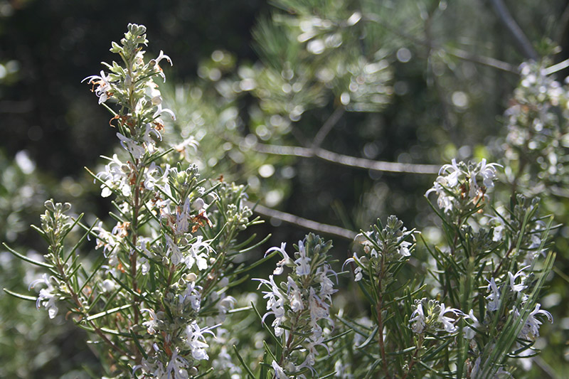 Romarin sauvage en fleur dans le Gard