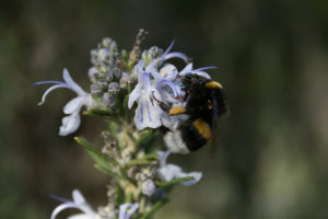 Bourdon_butinant_fleur_romarin