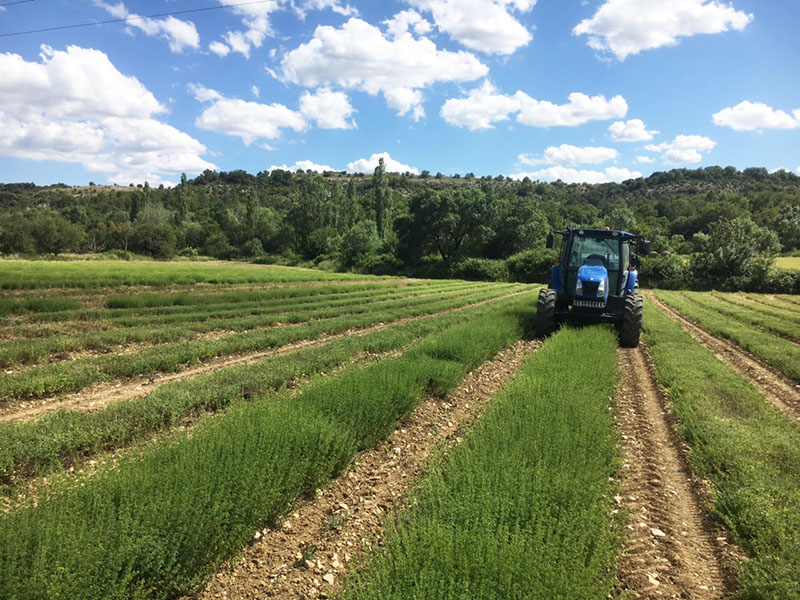 Récolte origan chez un producteur