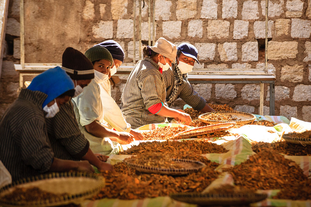 Tri Curcuma Ouvrieres Madagascar Photo Max Beaufey 1200x800