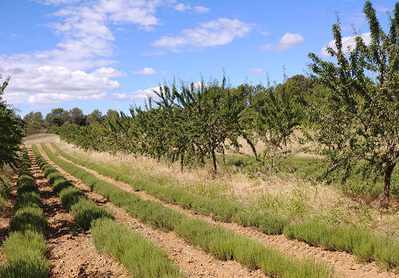 parcelle de sarriette entre arbres fruitiers