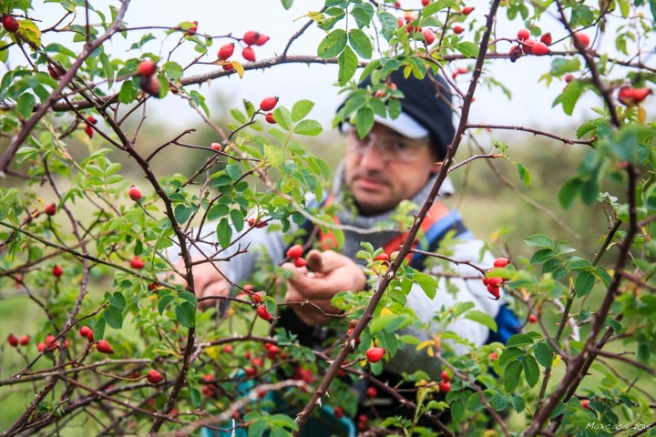 À la recherche de cueilleurs et cueilleuses de tilleul bio - l