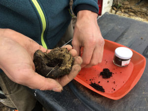 préparat biodynamique à partir de bouse de vache