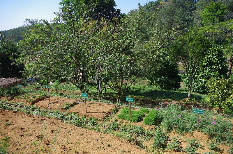 plantes aromatiques et médicinales en biodynamie