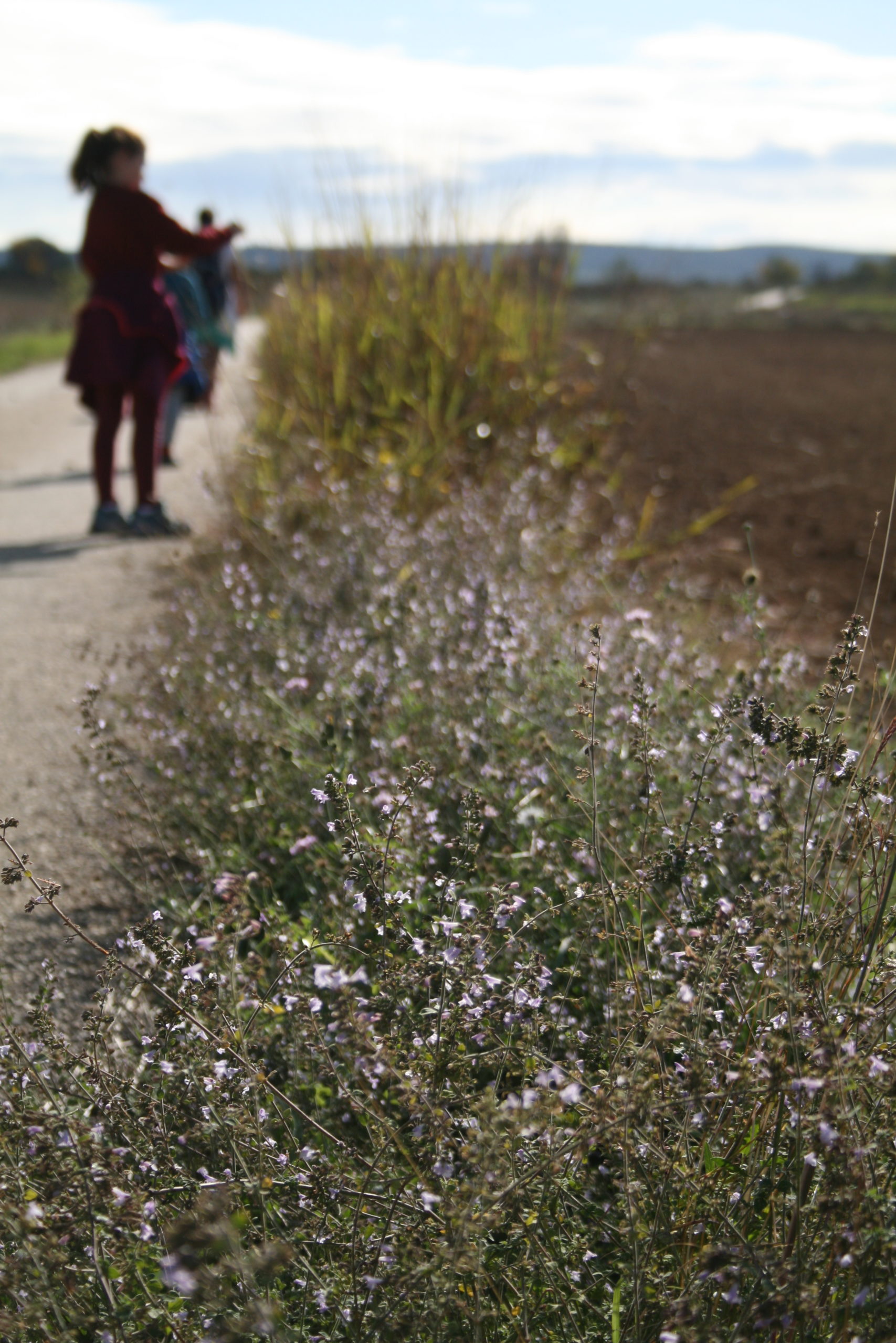 chemin de cueillette de plantes sauvages