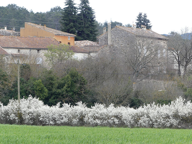 haie de prunelier à éviter pour la cueillette de plantes sauvages