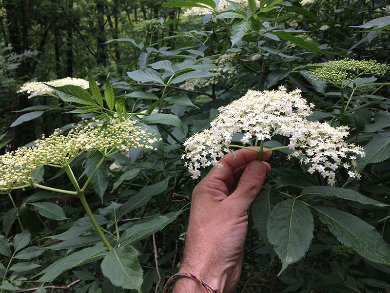 cueillette de plantes sauvages