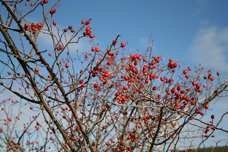 fruit des églantiers cueillette de plantes sauvage