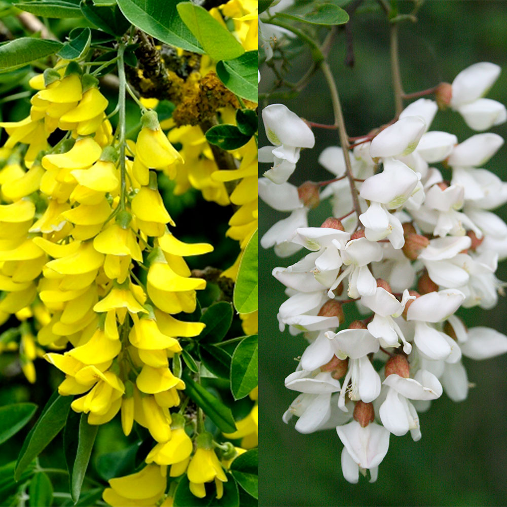 fleurs de Cityse et fleurs de robinier