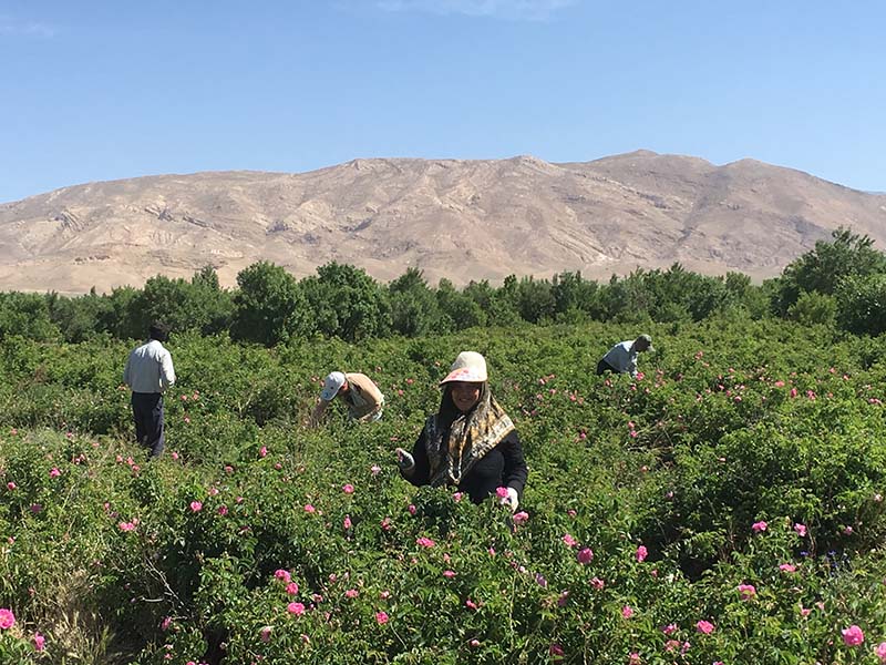 Cueillette rose de Damas iran NOMADE PALIZE 4 800x600