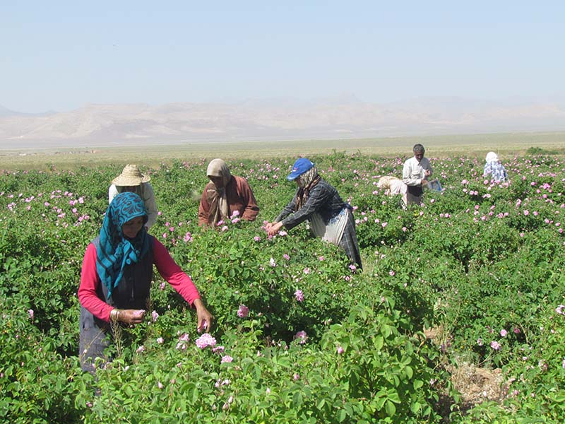 Cueilleurs et cueilleuses de rose de damas Iran