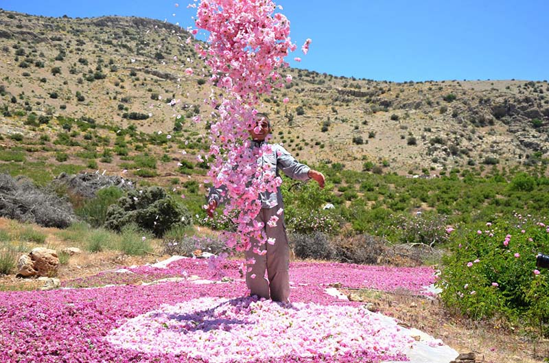 Enfant lance rose damas iran 800x530