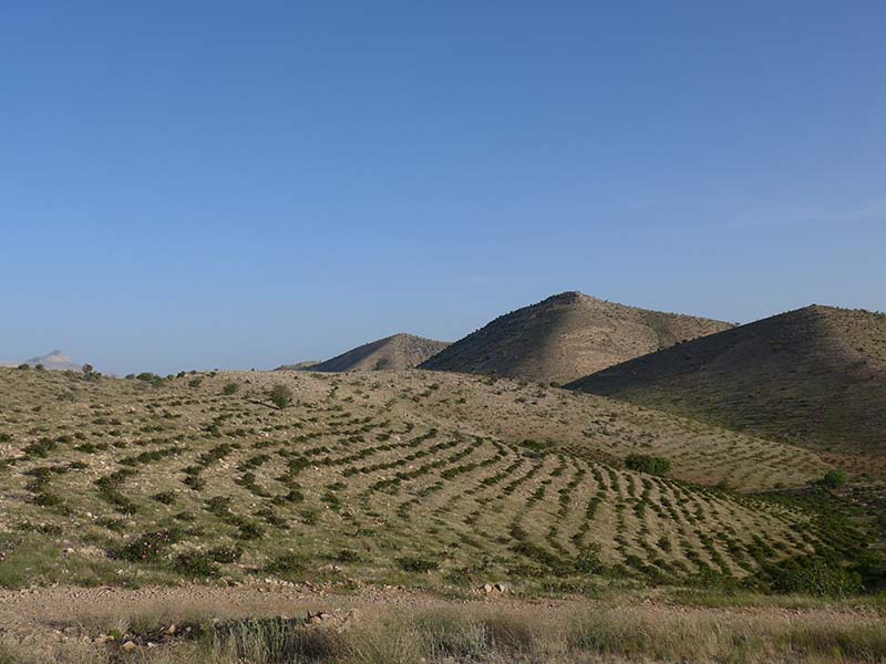 Paysage aride cultures rose damas Iran NOMADE PALIZE 13 800x600