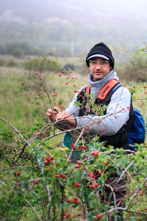 Medhi cueille le cynorrhodon avec peu de matériel