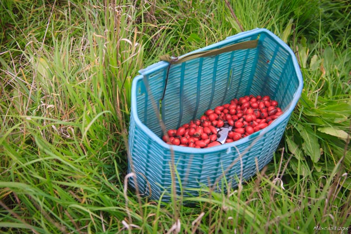 Dans le panier du cueilleur : une sélection des fruits les plus charnus rencontrés