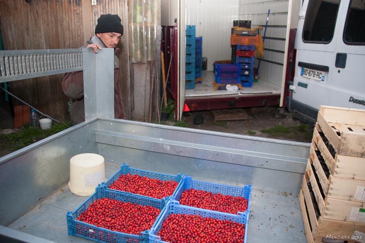 De retour chez lui, Medhi étale les fruits dans des cagettes”