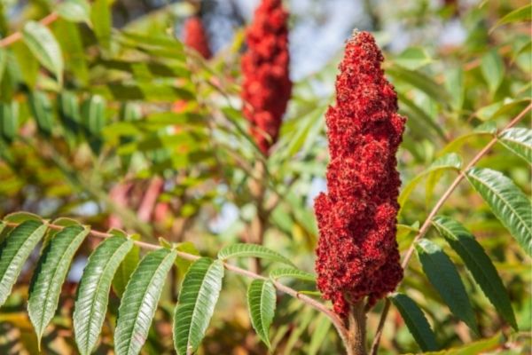 sumac des corroyeurs