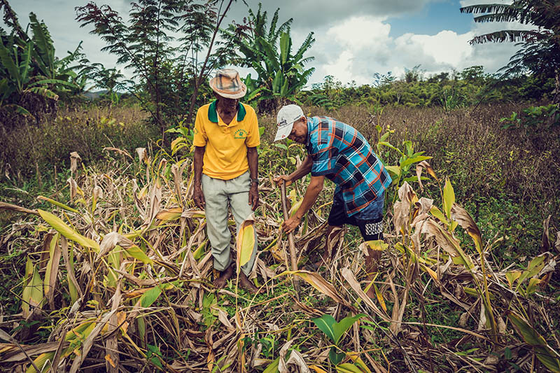 Recolte curcuma Madagascar 2019 bio équitable
