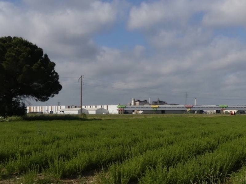 Une des parcelles d’origan d’Hervé Béchard, producteur de BGM, en mai 2022, avant récolte. En arrière plan, l’usine Perrier, qui a imposé l’agriculture biologique sur tout le bassin versant de la source, pour préserver la qualité de l’eau.