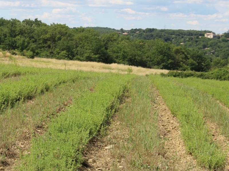 Entre les rangs, l’enherbement spontané