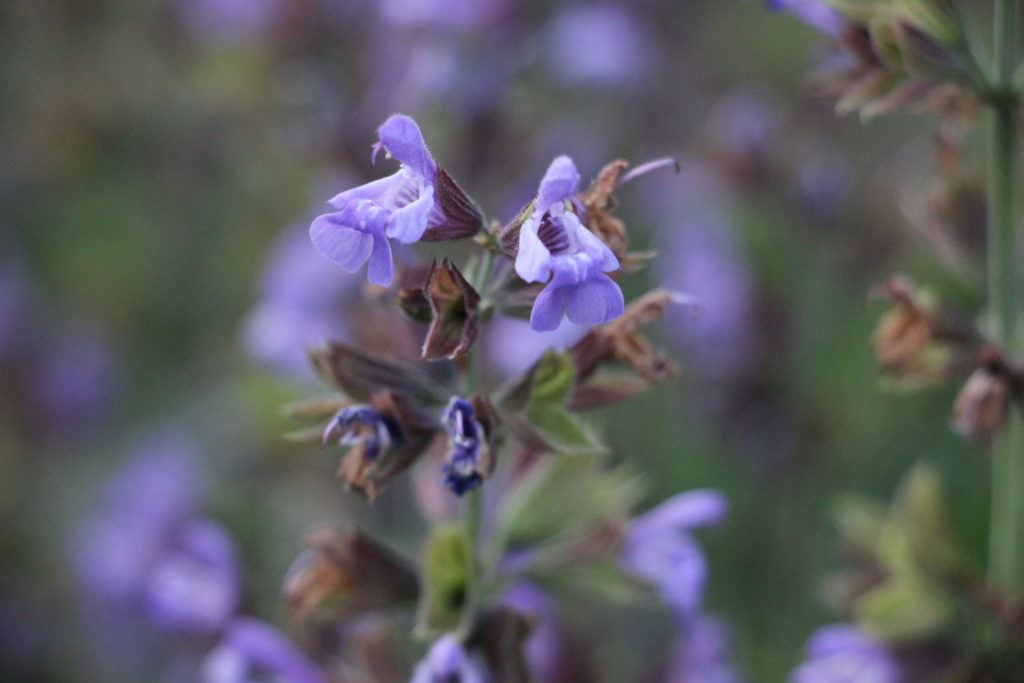 fleur de sauge