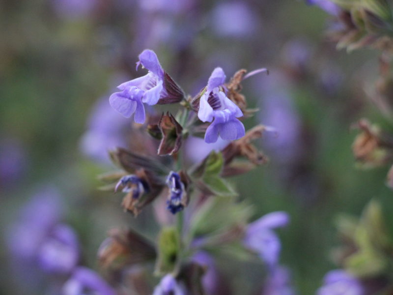 fleur de sauge