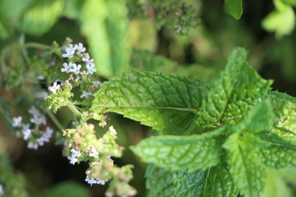 fleur de thym et feuille de menthe