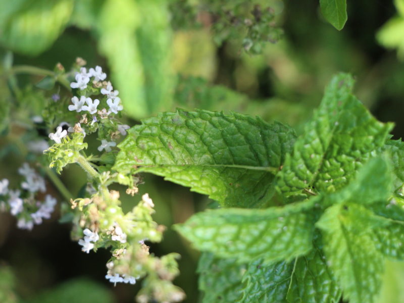 fleur de thym et feuille de menthe