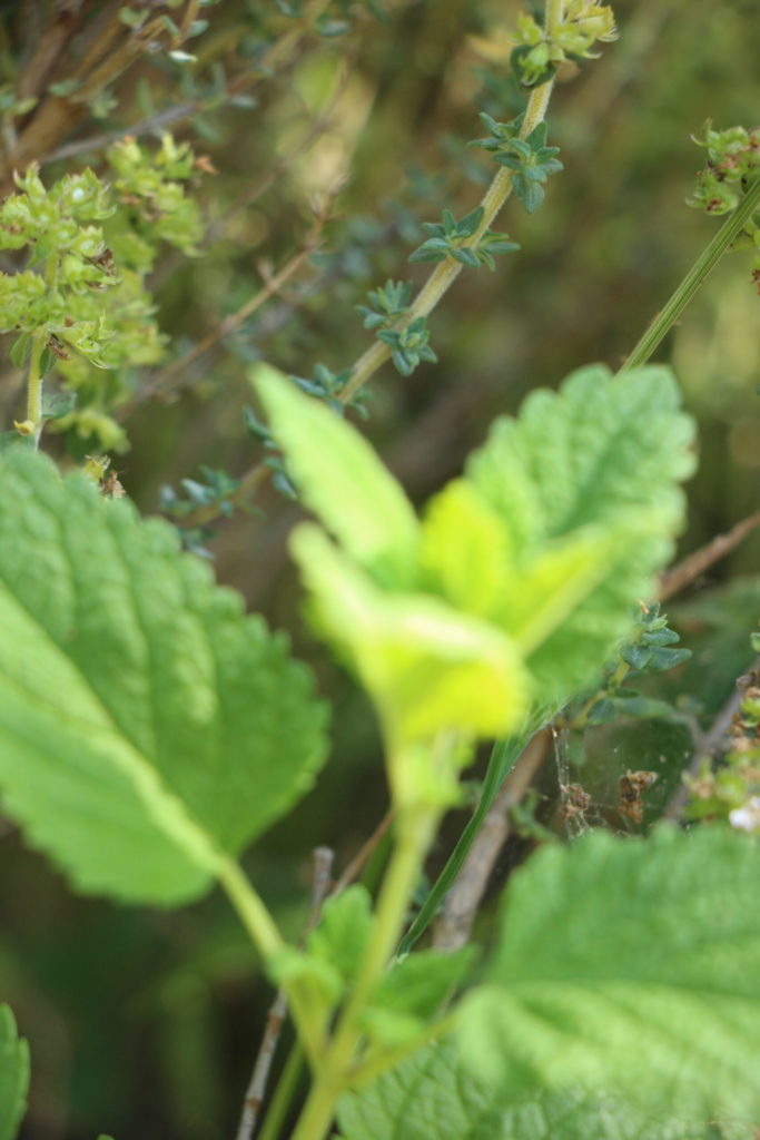 feuilles thym et mélisse