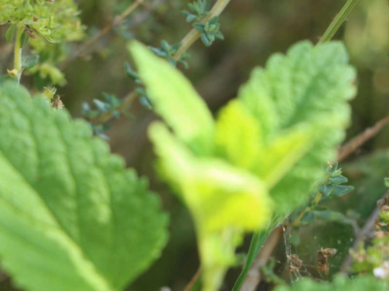 feuilles thym et mélisse