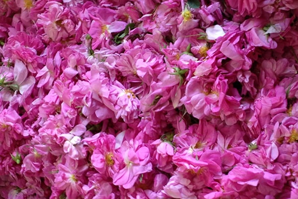 Filiere rose de damas Iran