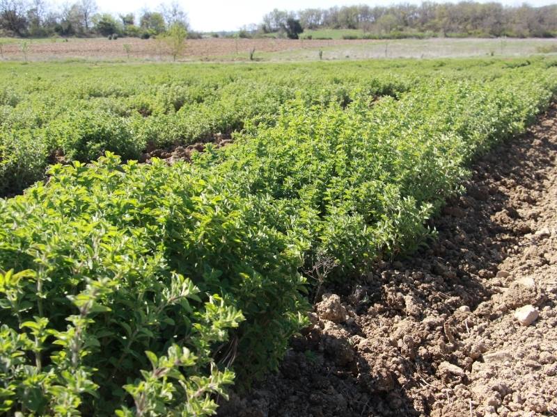 Origan de 3 ans sur les terres d’Arcadie