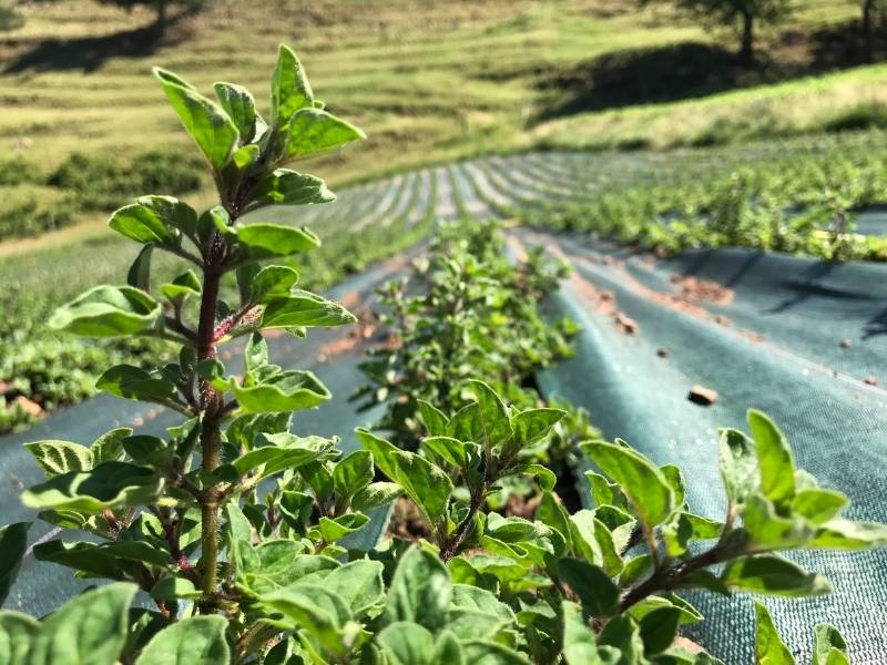 Origan cultivé sur paillage plastique Origan cultivé sur paillage plastique