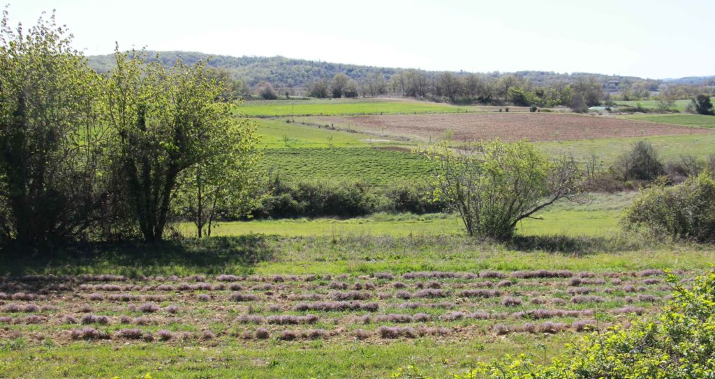 Champs de la ferme