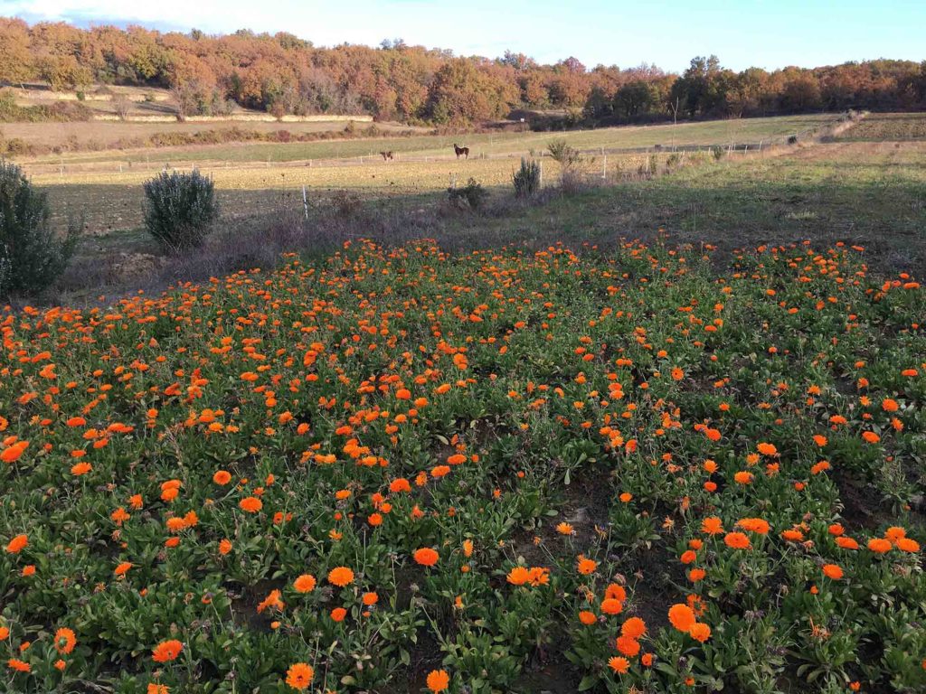 Champs de Calendula