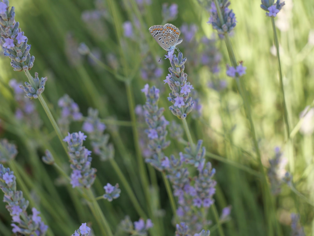 Papillon sur de la lavande