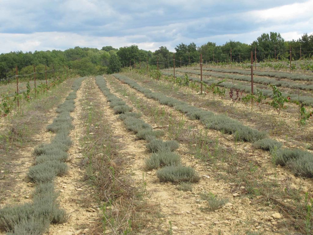 Champs de vigne