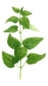 Plantes aromatiques et médicinales utilisées pour leurs feuilles : ortie piquante feuille à l'aquarelle Arcadie