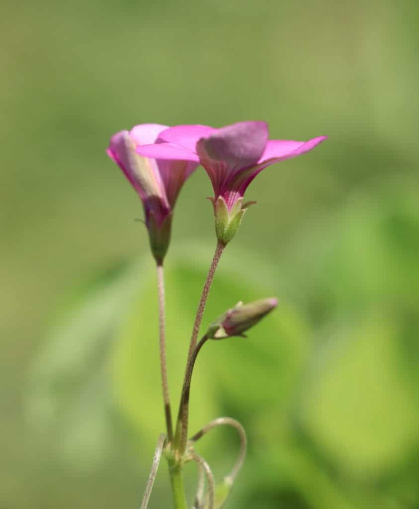 Fleur d’Oxalis : les 5 sépales soudés, verts, entourent les 5 pétales soudés eux aussi à la base, roses. Photo C Defèche avril 2023