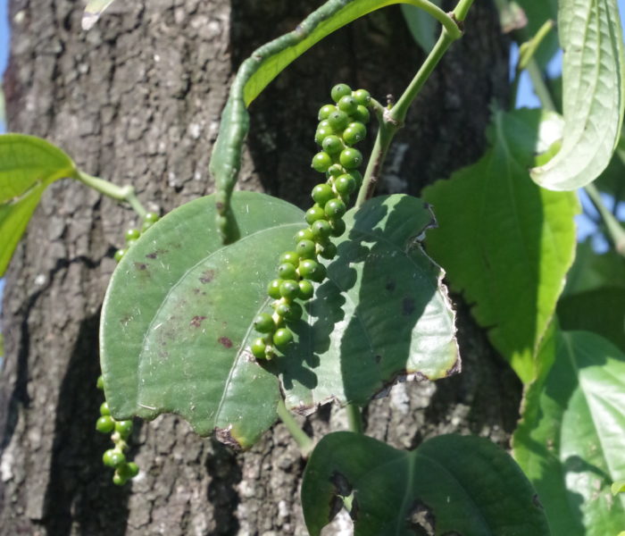 Liane de poivre (Piper nigrum) dont les baies ne sont récoltées qu’après 3 à 4 ans de culture chez nos producteurs de Madagascar