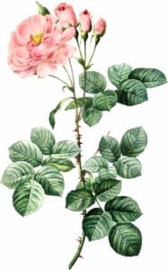 Rose de Damas (Rosa Damascena)
