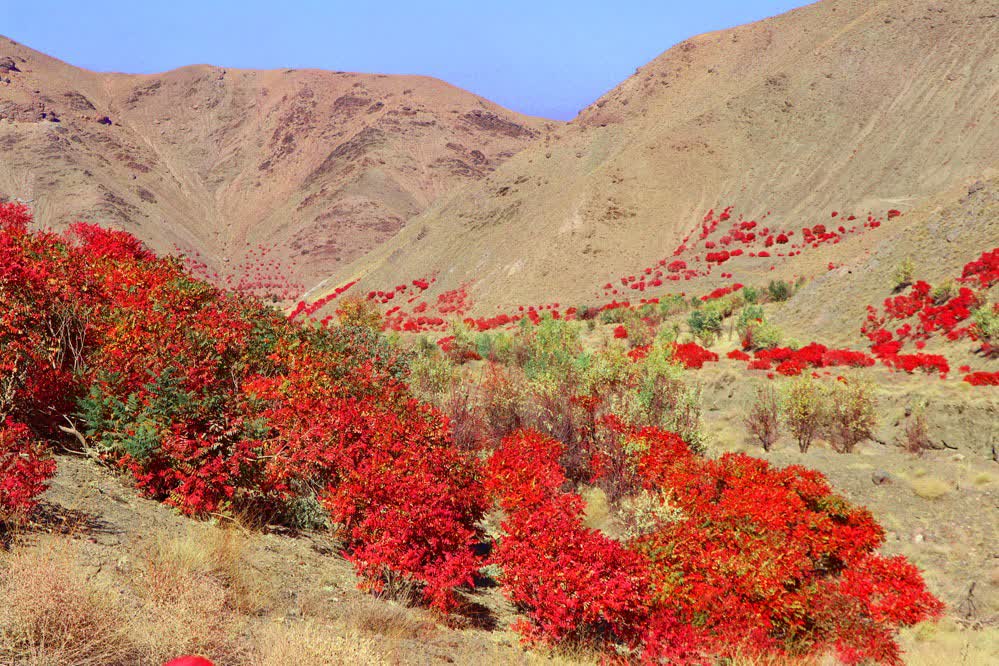 Épices sumac La route des indes