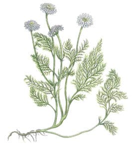 Herbier camomille romaine et matricaire