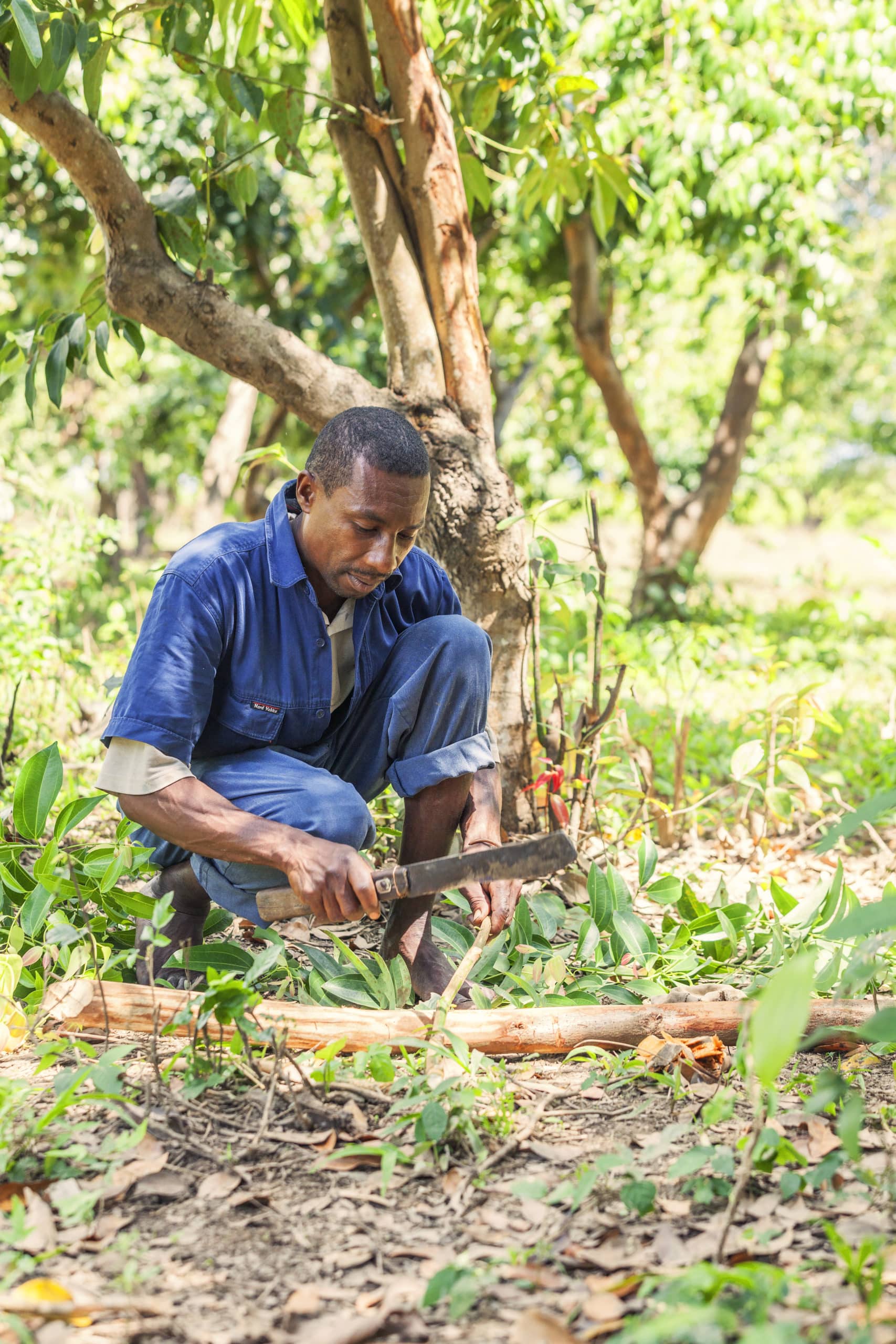 Récolte de cannelle à Madagascar. La cannelle peut être récoltée lorsque le cannelier a 3 ans… mais en prélevant seulement une branche sur 3 pour être sûr de garantir des récoltes les années suivantes, dans la durée