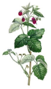 La feuille de framboisier (Rubus idaeus) est composée généralement de 3 folioles.