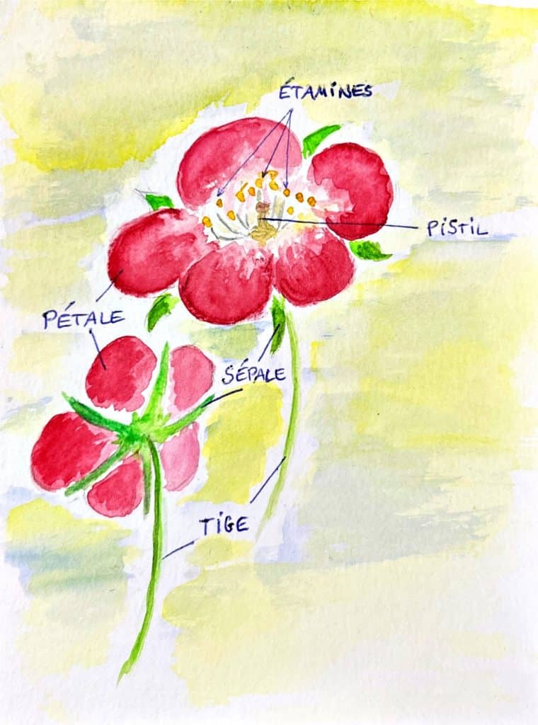 Modèle de fleur simple à 5 pétales, et les différents organes la constituant. Le calice (les sépales) sont plus visibles en regardant la fleur par “en-dessous”