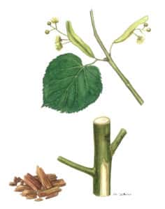 Vos sachets de tilleul contiennent l’inflorescence de l’arbre (Tilia platyphyllos ou T. cordata) ainsi que leurs bractées : c’est ainsi qu’on appelle les “feuilles” associées à la base de l’inflorescence
