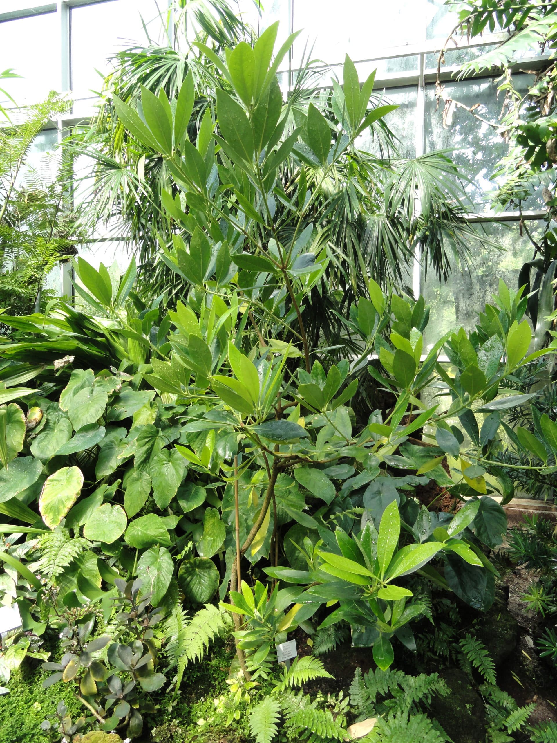 Badiane : planter et cultiver – PagesJaunes