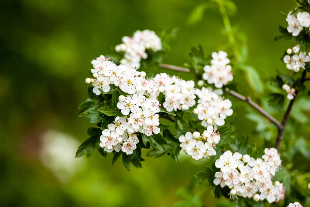 AUBEPINE-1.jpg_compressed