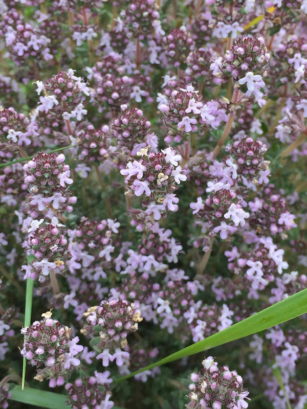 Thym vulgaire fleurs